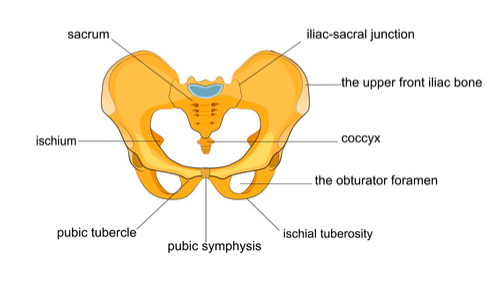 Anatomia della sinfisi pubica