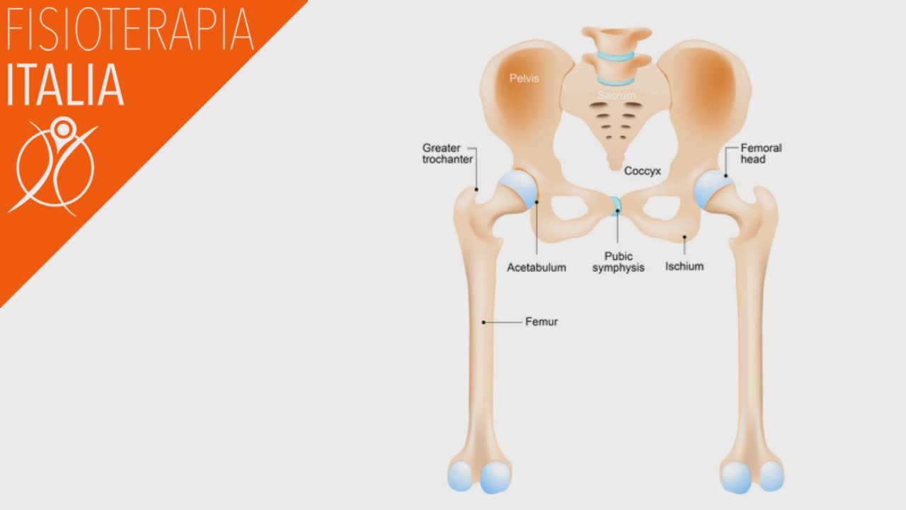 articolazione coxoarticolare