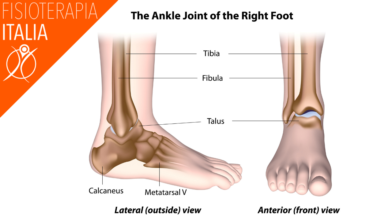 caviglia anatomia