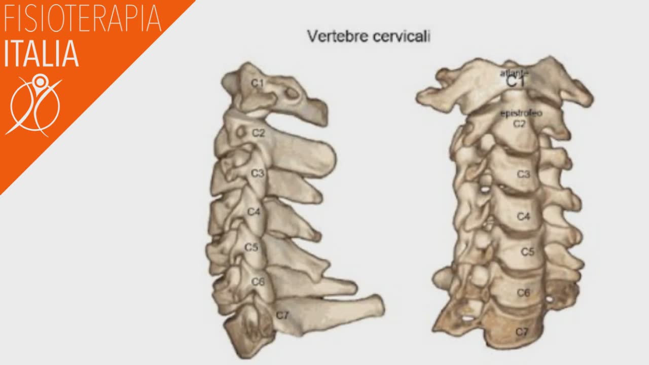 cervicale anatomia