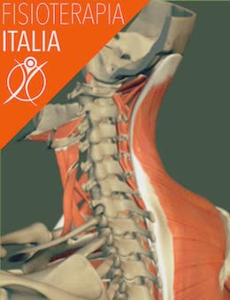 cervicale i muscoli