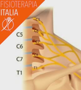 cervicale i nervi