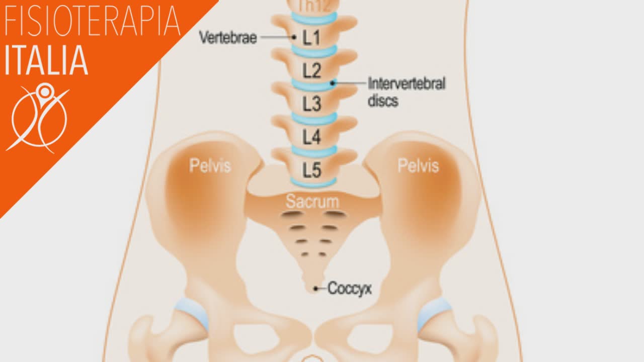 coccige anatomia