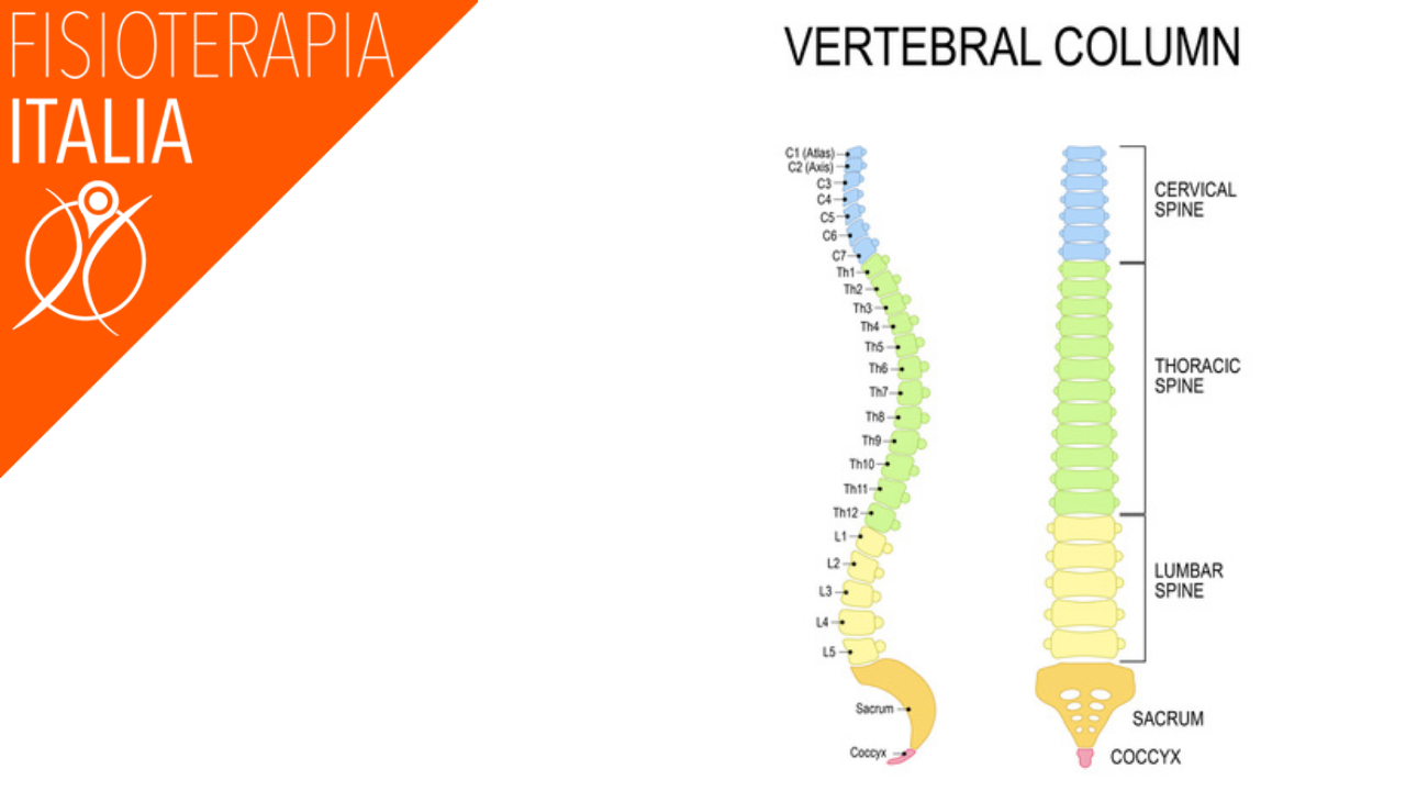 colonna vertebrale anatomia e fisiologia