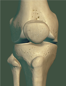 anatomia ginocchio