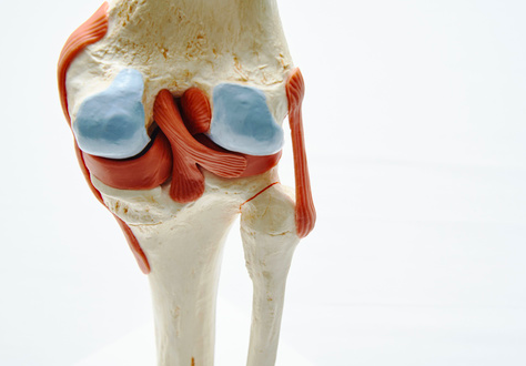 il ginocchio e la sua articolazione