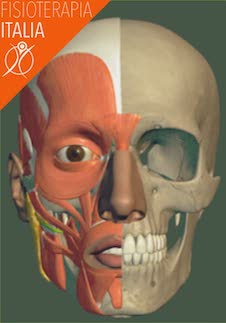 muscoli della faccia