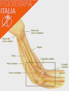 nervi del gomito