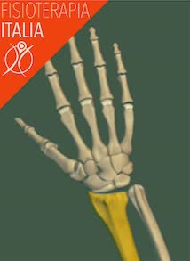 ossa della mano