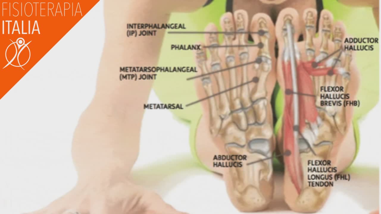 ossa e muscoli del piede