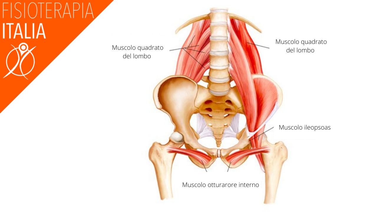 pubalgia anatomia della sinfisi pubica