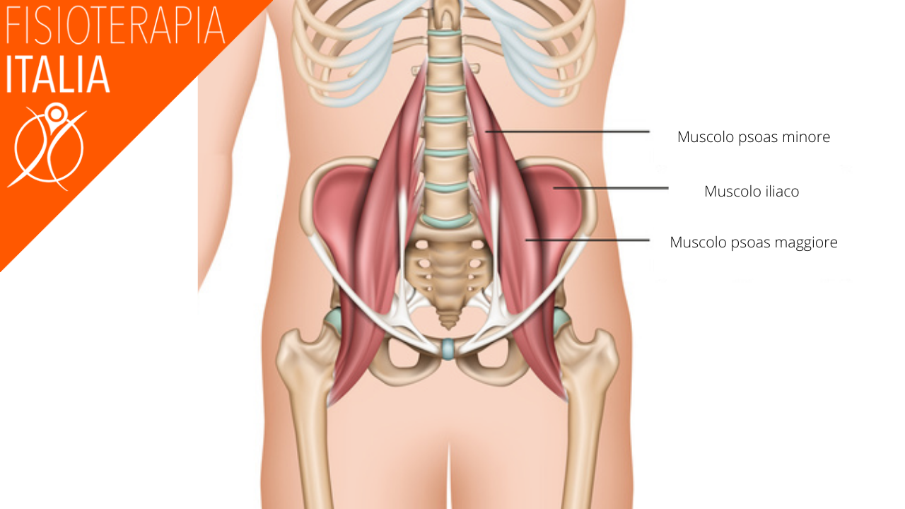 pubalgia e psoas anatomia muscolare
