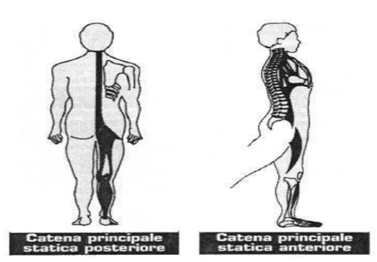 rieducazione posturale e catene muscolari