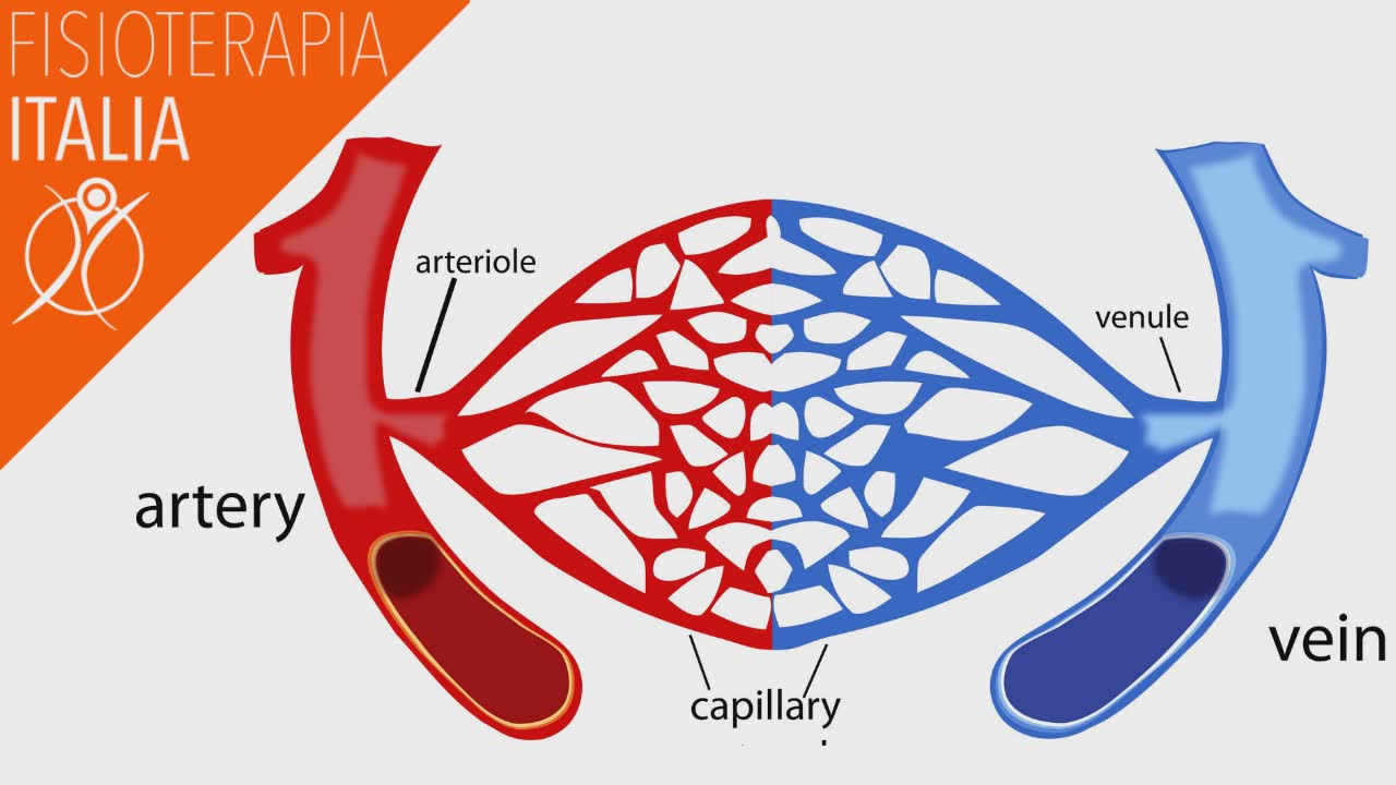 sistema arterioso e venoso