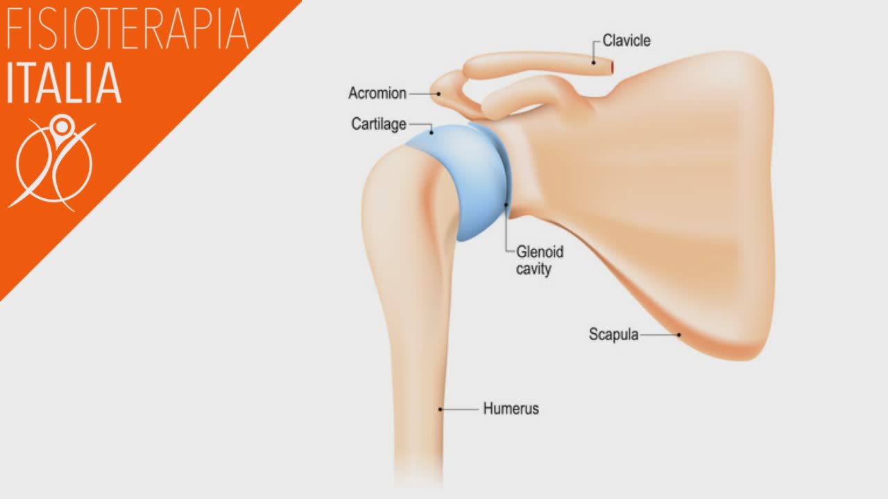 spalla anatomia