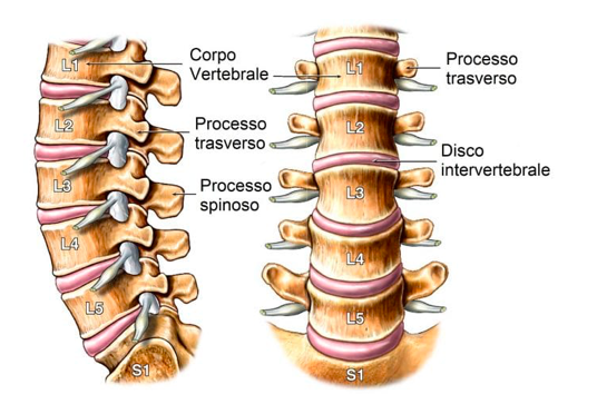 spondiloartrosi come si modificano i dischi vertebrali