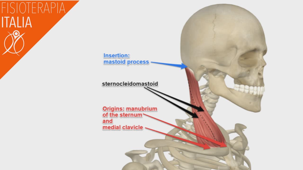 sternocleidomastoideo cosa è