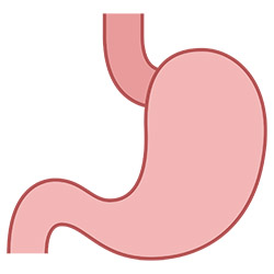 stomaco