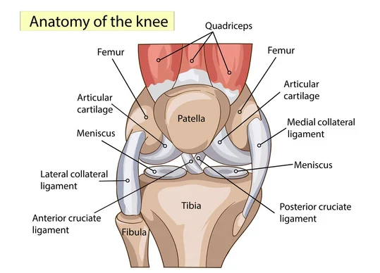 anatomia ginocchio