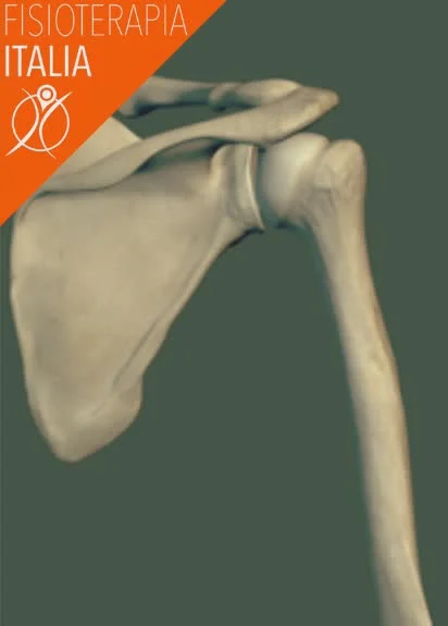 ossa spalla